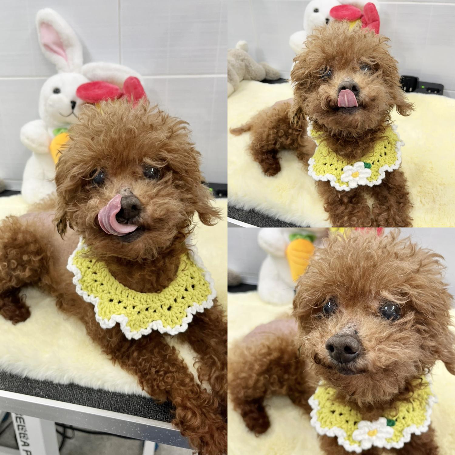 경주동물사랑보호센터_447505202400251